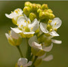 Discover the Beauty Benefits of Abyssinian Oil